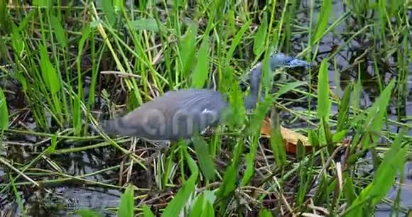 小蓝鹭鸟头佛罗里达美国视频的预览图