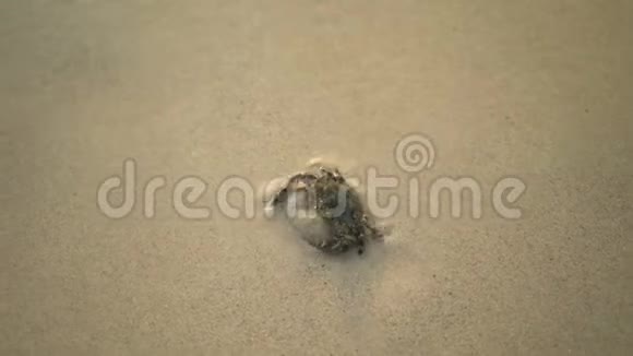 螃蟹把自己埋在海边的沙滩上视频的预览图