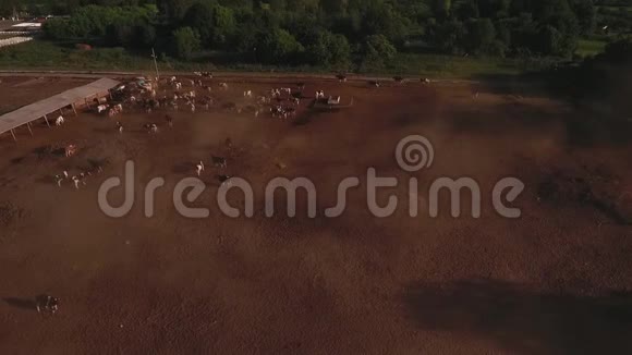 从上面射出的牛群视频的预览图