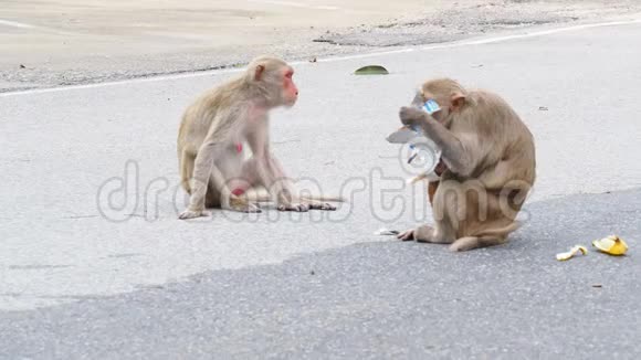 野生猴子或猕猴从冰淇淋包装上舔冰淇淋视频的预览图