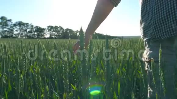 在阳光明媚的夏日雄性的手紧紧地抓着生长在草地上的小麦年轻的农民穿过视频的预览图