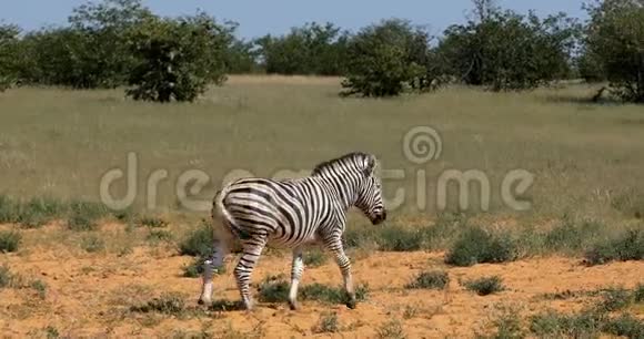波切尔非洲灌木丛中的斑马纳米比亚野生动物狩猎视频的预览图