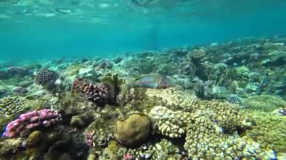 klunzingerwrasse在珊瑚的背景下游过框架视频的预览图