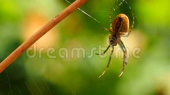 蜘蛛挂在阳光明媚的夏季森林的网络上视频的预览图