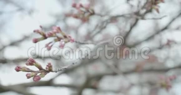日本樱花盛开季节的红樱桃露出芽时相机盘绕着花朵视频的预览图