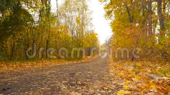 森林里美丽的道路黄色的叶子金色的秋天高清高清视频的预览图