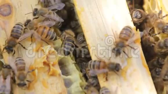 蜜蜂建造蜂窝并将花蜜转化为蜂蜜蜜蜂在蜂房蜂巢上的特写视频的预览图