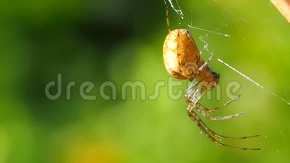 蜘蛛挂在阳光明媚的夏季森林的网络上视频的预览图