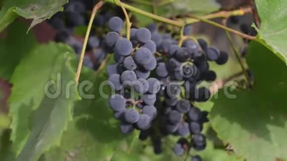 秋收日落时的有机葡萄园秋天成熟的葡萄视频的预览图