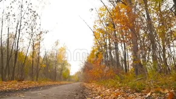 森林中的秋景摄像机向左移动黄色的叶子高清高清视频的预览图