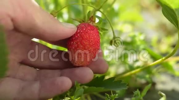 人的手在花园的灌木丛上展示草莓视频的预览图