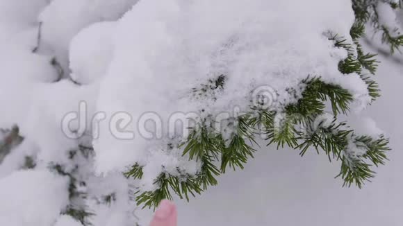 白雪覆盖的云杉枝在冬日的森林里映衬着蓝天雪落在杉树枝上视频的预览图