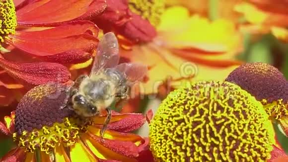 蜜蜂在绿色的背面从一朵红花中采集花蜜充满活力的特写镜头视频的预览图