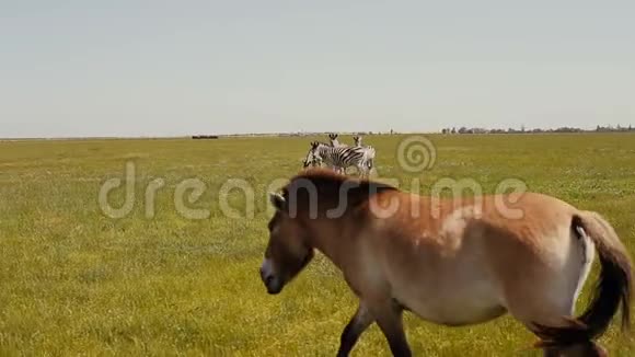 在草原上放牧的一群斑马面前普拉泽瓦尔斯基马正走着视频的预览图