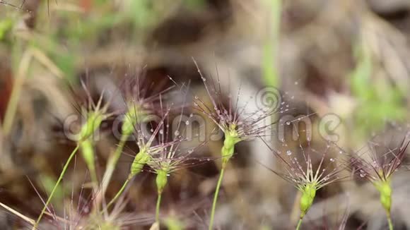 卵形山羊草野生植物视频的预览图