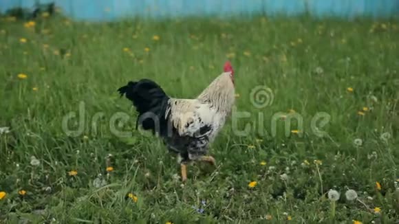 一只公鸡在一个小农场里自由地游荡视频的预览图