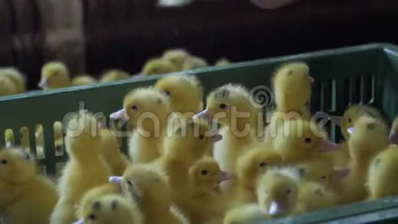 家禽养殖场的工人把小鸭子放进箱子里视频的预览图