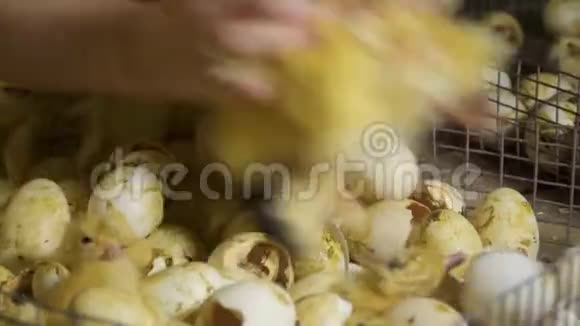 农夫从鸡蛋中挑选新生的小鸭子视频的预览图