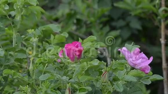 盛开的玫瑰灌木视频的预览图