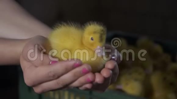 女的把可爱的小鸭子捧在手心放进盒子里视频的预览图