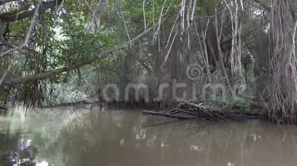 这艘船通过斯里兰卡丛林中的热带红树林在河上航行视频的预览图