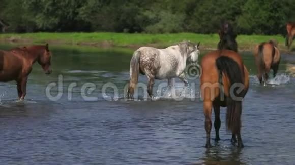 美丽的棕马在河边吃草在水上散步天气晴朗视频的预览图