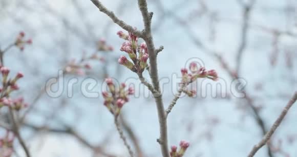 日本樱花盛开季节的红樱桃露出芽时相机盘绕着花朵视频的预览图