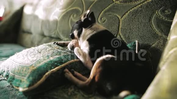可爱的小吉娃娃狗舔着爪子休息侧视图特写镜头视频的预览图