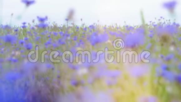 镜头在阳光明媚的夏日田野里越过草地上的野花没有人在近距离缓慢移动视频的预览图