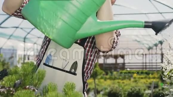 花匠穿着绿色围裙在温室里用花园喷雾器浇灌植物和花朵水滴在视频的预览图