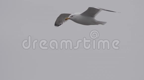 海鸥在多云的天空中滑翔视频的预览图