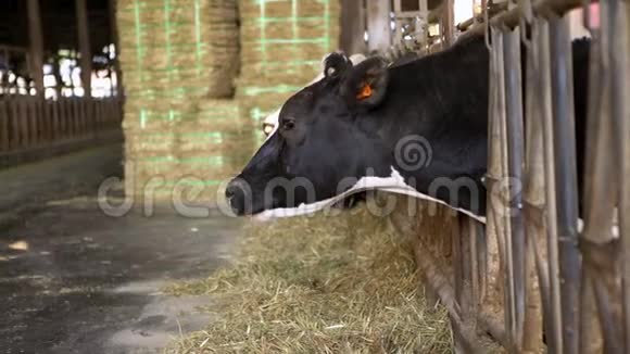 4K现代农场奶牛饲养过程家畜吃干草视频的预览图
