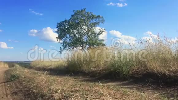一棵孤独的树在一片乌云密布的草地上被射杀飞起来视频的预览图