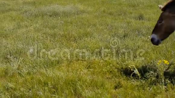 在草原上放牧的一群斑马面前普拉泽瓦尔斯基马正走着视频的预览图