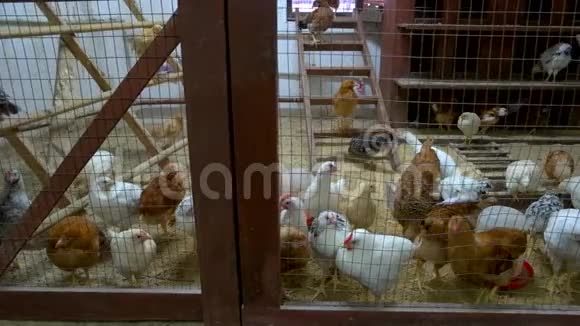 许多鸡在家禽养殖场的鸡舍里视频的预览图