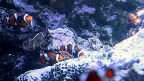 小丑鱼在珊瑚里玩耍视频的预览图