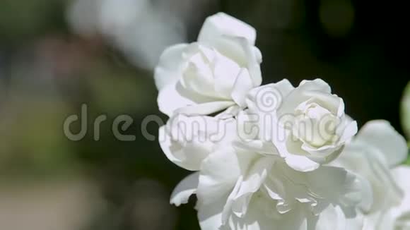 美丽的白色玫瑰灌木黑色背景上的特写视频的预览图