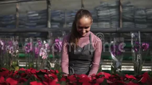 花房里的年轻女子在架子上检查一壶红色的一品红穿着围裙微笑的女花店视频的预览图