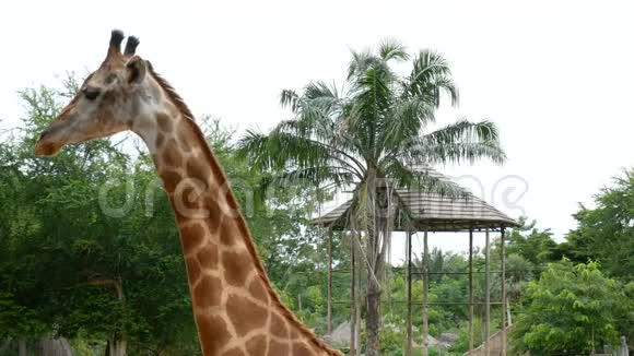 动物园狩猎公园里的单只长颈鹿动物园里的长颈鹿嚼长颈鹿长颈鹿头靠上视频的预览图