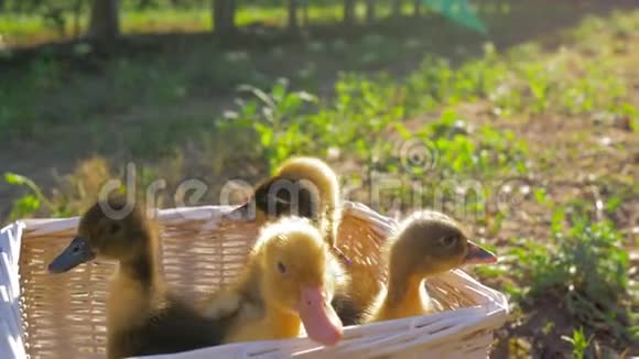农场动物可爱的小鸭子坐在大自然的篮子里视频的预览图