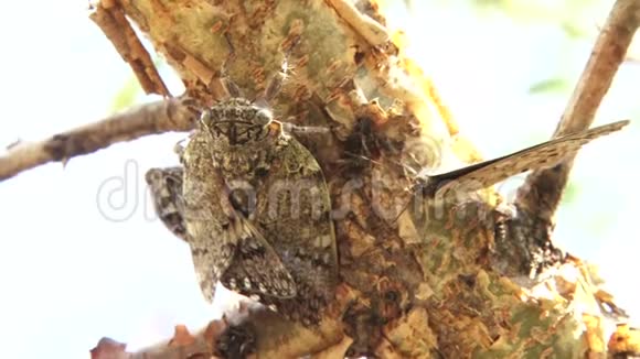 一只蝉在相思树上交配视频的预览图