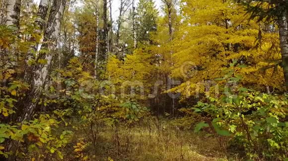 秋季落叶和云杉混交林视频的预览图