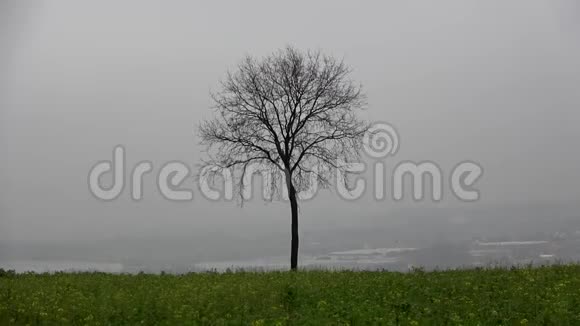冬天山水是雾中孤树天黑雨天12月德国视频的预览图