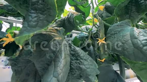 熟黄瓜上植物特写黄瓜植物生长在一个蔬菜农场视频的预览图