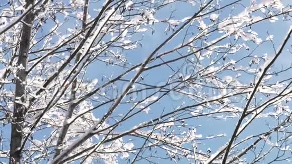 冬天的树枝上覆盖着雪视频的预览图