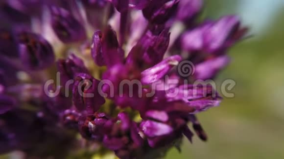 紫色的allium花近在花园里视频的预览图