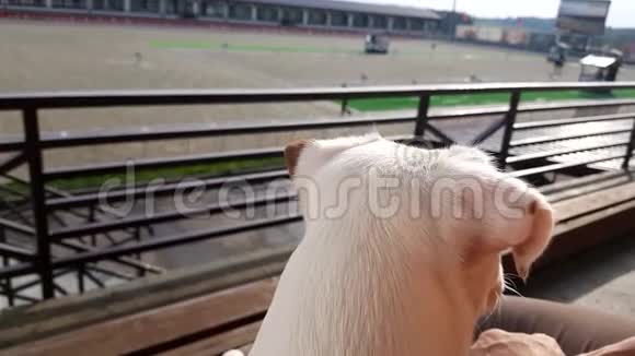 白色小狗看马秀装比赛视频的预览图