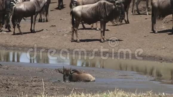 一只刚出生的野牛被粘在泥里视频的预览图