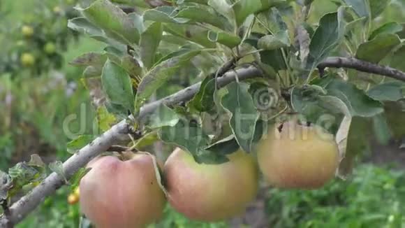 树枝上挂着鲜嫩可口的苹果视频的预览图