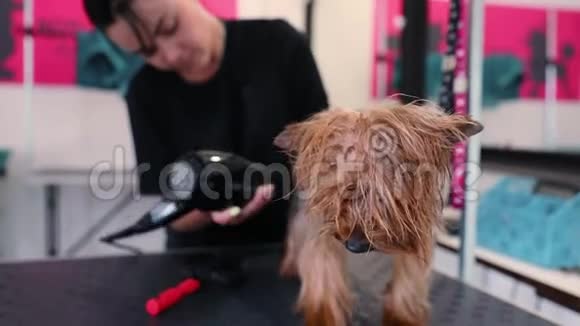 宠物新郎用烘干机清洗和烘干湿狗视频的预览图